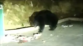 Gatlingburg Black Bears Dumpster Diving in December Great Smoky Mountains