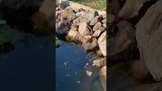 КТО В ПРУДИКЕ ЖИВЁТ?    