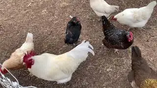 2024 Update on the Chickens