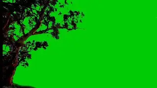 tree green screen effect sunrise