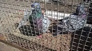 Паровка голубей Кинг