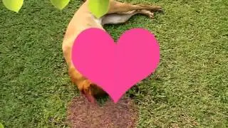 Ines