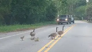 Traffic Stopped🚦Let Me Cross