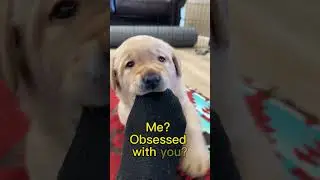 Obsessed With The Cuteness