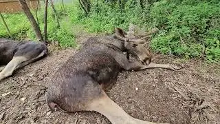 Лоси отдыхают в полдень. ПАРК ЗЕМЛЯ ПРАЙДА 🌿