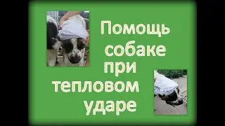 Тепловой удар. Помощь собаке.