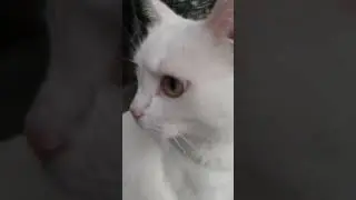 Гулять! Гулять! Гулять! 