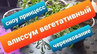 Вегетативный ампельный алиссум Snow Princess (Сноу Принцесс) /Черенкование ампельного алиссума