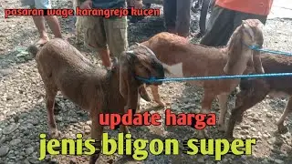 UPDATE HARGA JENIS BLIGON SUPER