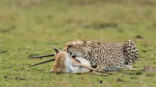 How Cheetah Attack Gazelle