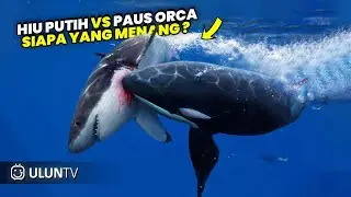 Stay Away! 8 of the Most Powerful & Dangerous Predators Living in the Wild