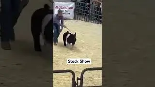 The first Stock Show of 2024 Crazy Pigs 