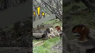 Vibrant life of wild golden snub-nosed monkeys caught on camera