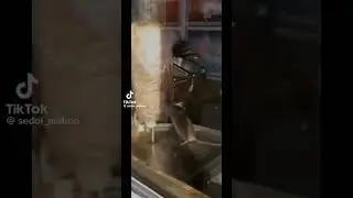 Крыса усатая 