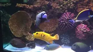 My Marin Aquarium - April 2016