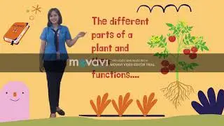 THE PARTS OF THE PLANT AND THEIR FUNCTION SCIENCE LESSON GRADE 3 & 4