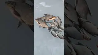Результат рыбалки на озере! #Shorts