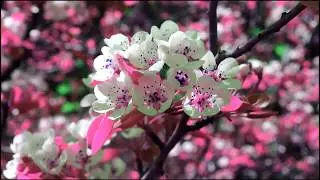 No Copyright Piano & Violin Duet Background Music