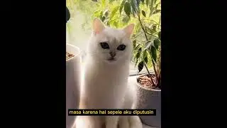 KUCING SELINGKUH ‼️ PELAKU MENGANGGAP SELINGKUH HAL SEPELE 😲 #catlover #justforfun #cat