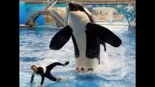 Killer Whales - wild vs captivity (D)