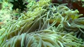 03  Жизнь под водой.  Цветовой код.