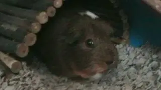 Crazy Chirping Guinea Pig