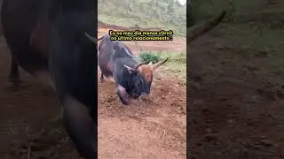 Só quem já ganhou o presente sabe 🤣#shorts