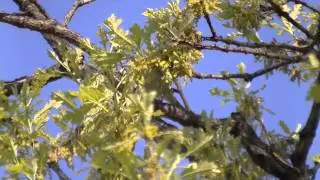 A Noisy Little Birdie. A Tennessee Warbler?