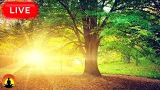 Beautiful Piano Music 24/7 • Study Music, Relaxing Music, Sleep Music, Meditation Music