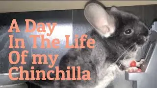 A Day in the Life of a Chinchilla