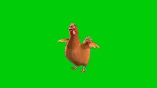 Hen singing green screen with sound effect