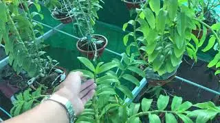 Nên đặc trị nhậy hại lan bằng thuốc nào cho hiệu quả//phong lan rừng TV