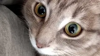 жоска тащим за розу