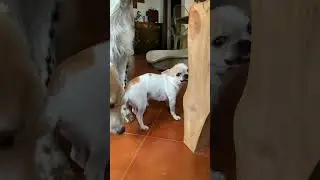 L’INTERROGATORIO DEL CUSCINO DISTRUTTO DAI CANI