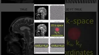 Understand 2D k-space, Fourier Synthesis & MRI!