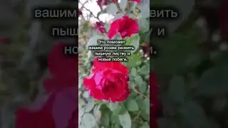 Розы после зимы -  что делать?  - 3seed.ru - семена и саженцы  растений для всех