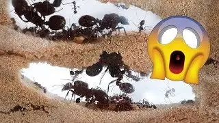 THIS IS HOW ANTS BUILD THEIR UNDERGROUND ANTHILL