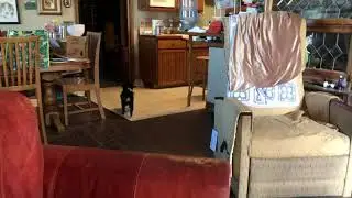 Aussie pup kills yarn