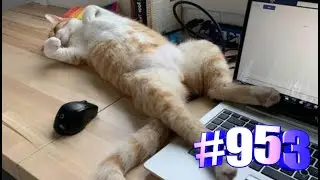 Прикольная подборка с кошками 💝😻🐾