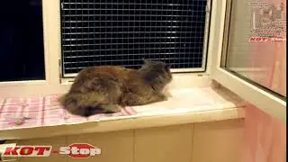 🐱 Защитная сетка решетка антикошка на кухонное пластиковое окно для котика КОТ Stop