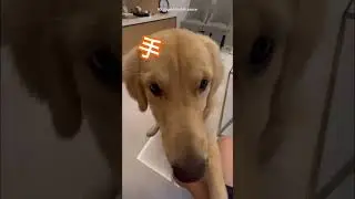 otw trilingual doggy😂 Eng-Indo-Chinese🌶️ follow me on IG @goldenchili.sauce ! 