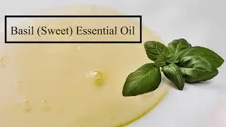Side Effect, 5 Surprising Health Benefits & Uses | Sweet Basil Essential Oil | Aarnav Global Exports