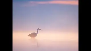 Misty Morning