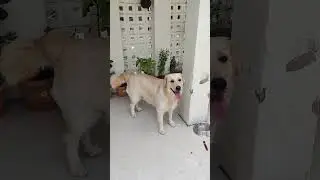 Ispe Pyar Nhi To Or Kya Aayega 🥰🥰🥰🥰🥰