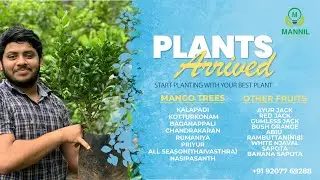 Fruits plants available at Malappuram | @mannilplantsandpots5245