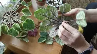 Выращиваем пасынки на фиалке или пасынки на пеньке