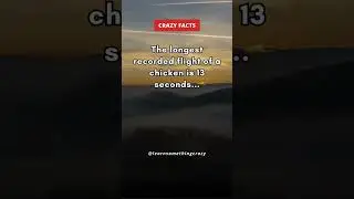 The longest recorded flight of a chicken is 13 seconds... #shorts
