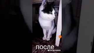 Все фото моих животных 🐱🐶🌸