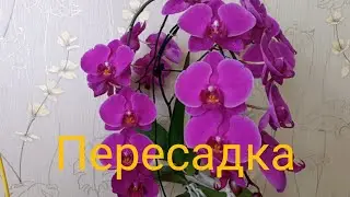 Пересадка орхидеи P. African Queen после цветения🌿