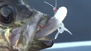 How To Catch Crappies On the Gulp Minnow | Best Crappie Bait